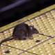 Illustration for article titled You’re Not Mapping Rats, You’re Mapping Gentrification